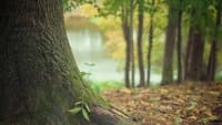 les tree-trunk-569275 1280